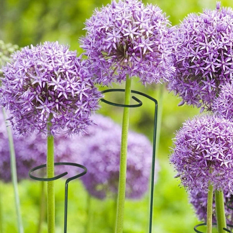 Multi-dimensional Plants Support Stick